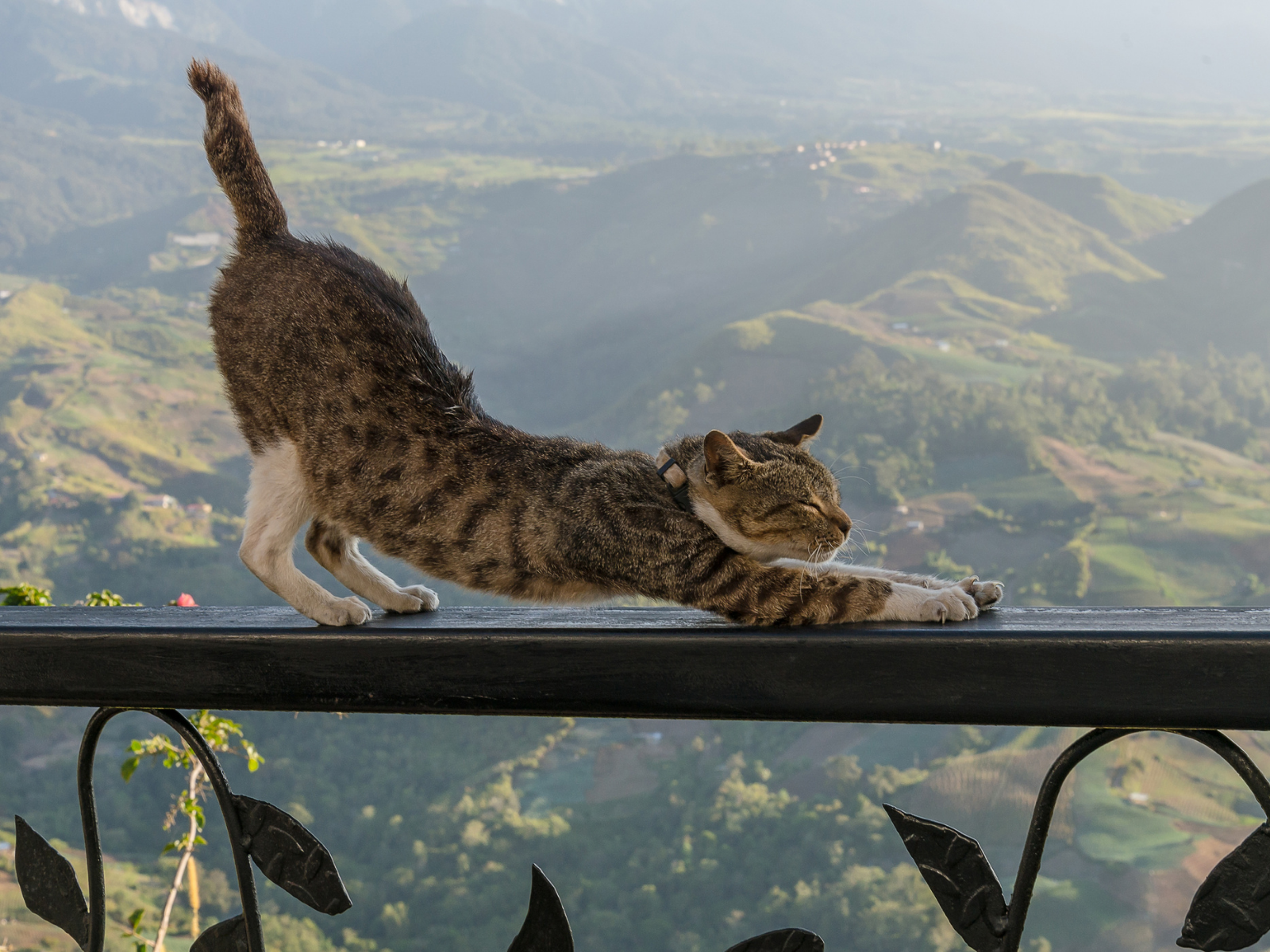 Cat fence U.K.